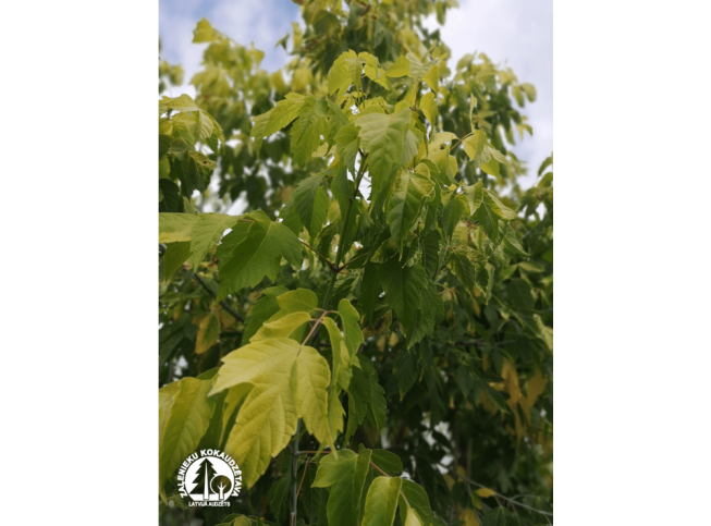 Acer negundo   'Kelly's Gold'